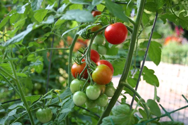 Small-Vegetable-Garden-Ideas-Designs